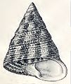 Tectus conus 002.jpg