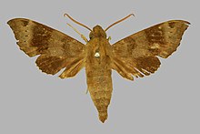 Temnora nephele, male, upperside. Nigeria, 10 m W of Apapa.jpg