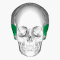 顳骨的位置(顯示為綠色)。動畫。