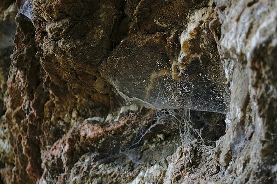 Spider's web on the rocks of Teufelslöcher in Jena, Germany