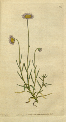 The Botanical Magazine, Plate 33 (svazek 1, 1787) .png