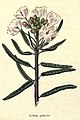 The botanic garden (Plate 12) - Ledum palustre.jpg