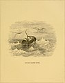 The fisheries of the Adriatic and the fish thereof - a report of the Austro-Hungarian sea-fisheries - with a detailed description of the marine fauna of the Adriatic Gulf (1883) (14593596590).jpg