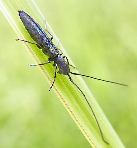 Небольшая гладкая. Theophilea subcylindricollis. Жук СИНЕКРЫЛ. Насекомое с длинным хвостом. Черное насекомое с длинным хвостом.