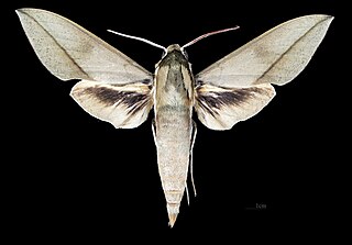 <i>Theretra celata</i> Species of moth