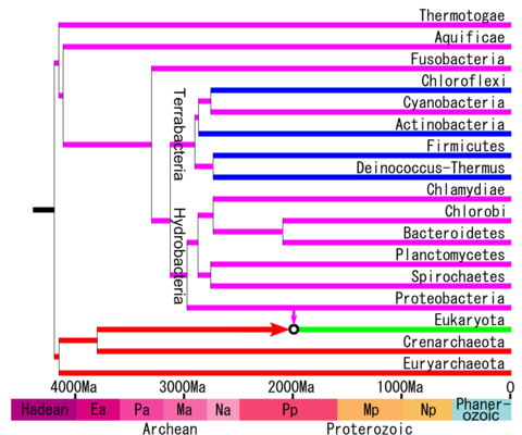 Zeitleiste des Lebens.png