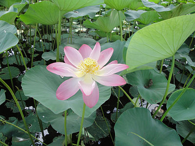 Quality image of Lotus Flower in Tir Bijan Lagoon, Amol City, Iran.