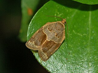 <i>Clepsis dumicolana</i> Species of moth