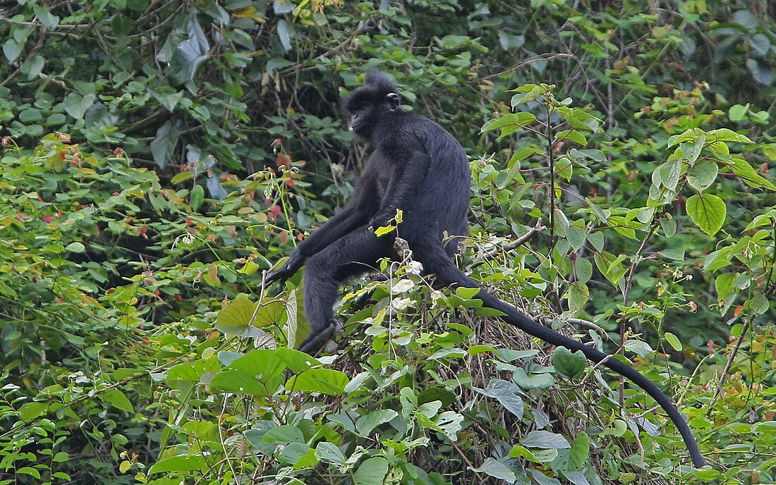 Langur de Hatinh