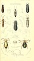 Thysanura hibernica plate12