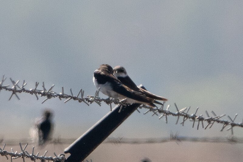 File:Tree Swallow (immature) Las Galinas WWTP Marin CA 2018-09-25 10-50-11 (45723130581).jpg