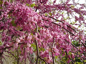 Tree flower dsc00980.jpg