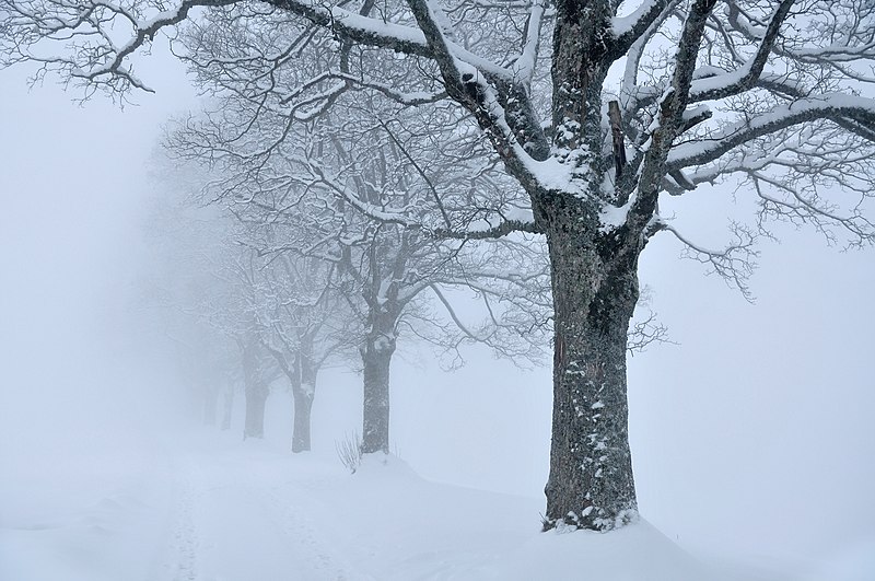 File:Trees snow fog sk.jpg