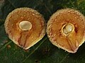 Trichagalma formosana open gall