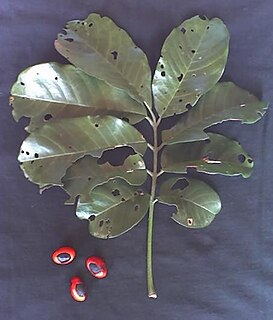 <i>Trichilia</i> genus of plants