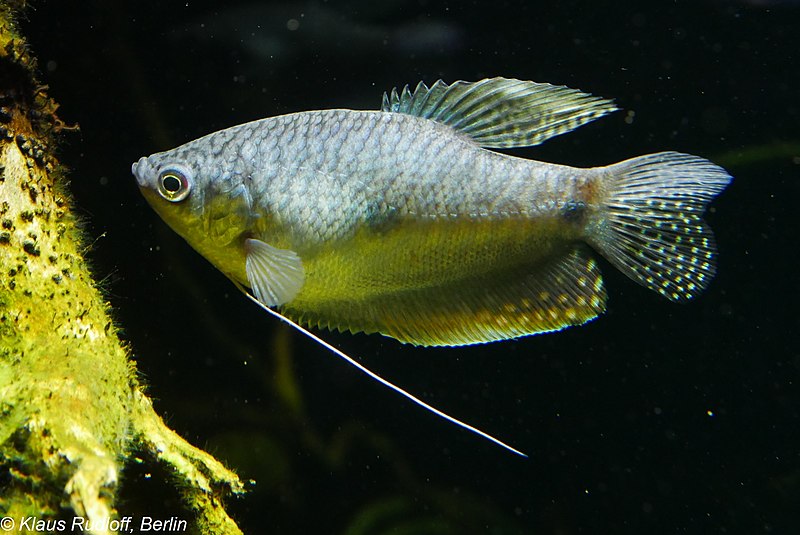 File:Trichopodus trichopterus A.jpg