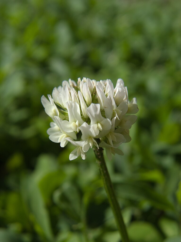 White Clover