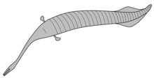 Reconstruction of Tullimonstrum according to Johnson et al. (1969) Tullimonstrum Johnson 1969.png