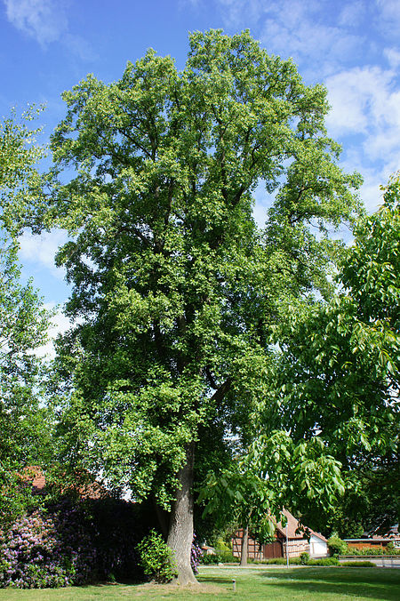 Tulpenbaum Harpstedt Juni 2015