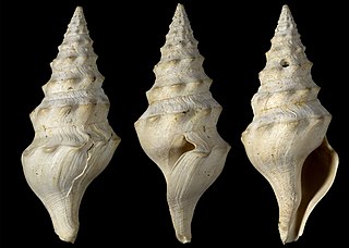 <i>Turricula brevicauda</i> Species of gastropod