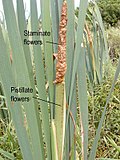 Miniatura para Typha latifolia