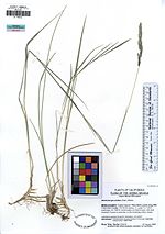 Miniatura para Muhlenbergia andina