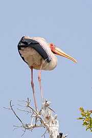 Underside, breeding, Zambia