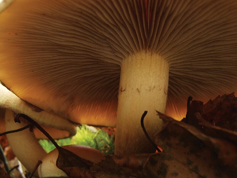 File:Underthemushroom.jpg