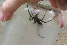 A spider in a jar UpIslandSpider-2.jpg