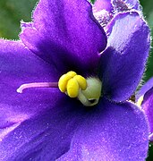 Violeta (color) - Wikipedia, la enciclopedia libre