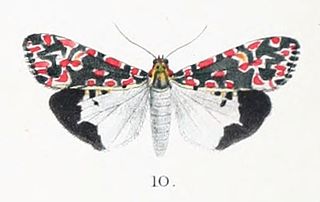 <i>Utetheisa cruentata</i> Species of moth