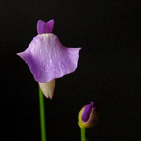 Tập_tin:Utricularia_lateriflora.jpg