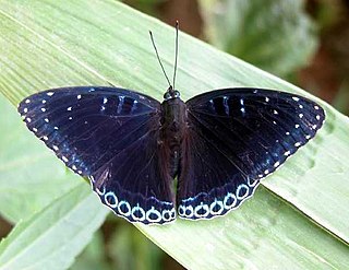 <i>Stibochiona nicea</i> Species of butterfly