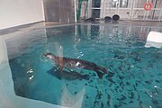 Edmonton Valley Zoo Seals