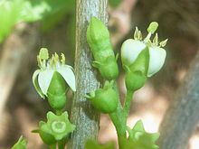 Vangueria cyanescens، blomme en blomknop، Manie vd Schijff BT، a.jpg