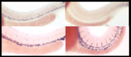 In situ hybridizations of genes expressed in arteries (top) and veins (bottom) in zebrafish. Blue staining indicates presence of the gene mRNAs. Panels on the left are normal animals, while animals on the right are mutated in the Notch gene. Fish lacking Notch have fewer arteries and more veins at this point in developmental time. Veins and arteries in situ.jpg