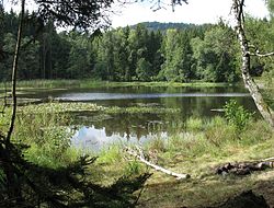 Velký jedlovský rybník s porosty leknínů (září 2015)