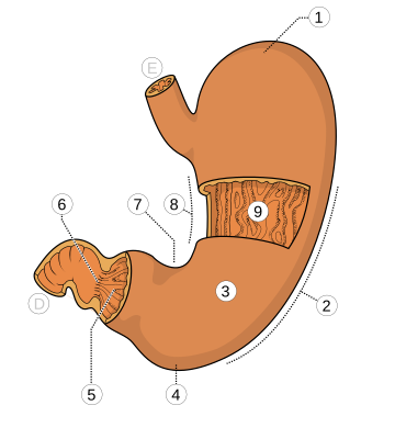 File:Ventriculus.svg