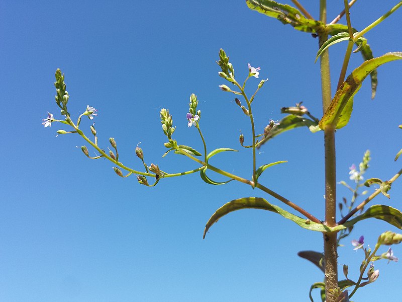 File:Veronica anagalloides sl21.jpg