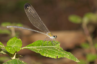 Black-tipped Forest Glory Vestalis apicalis, female