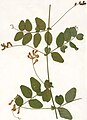 Vicia dumetorum Herbar.jpg