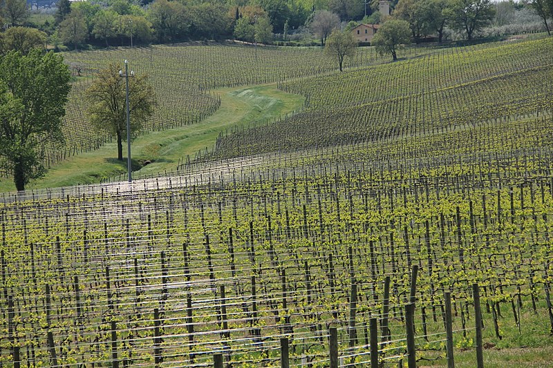 File:Vineyards in Umbria.jpg