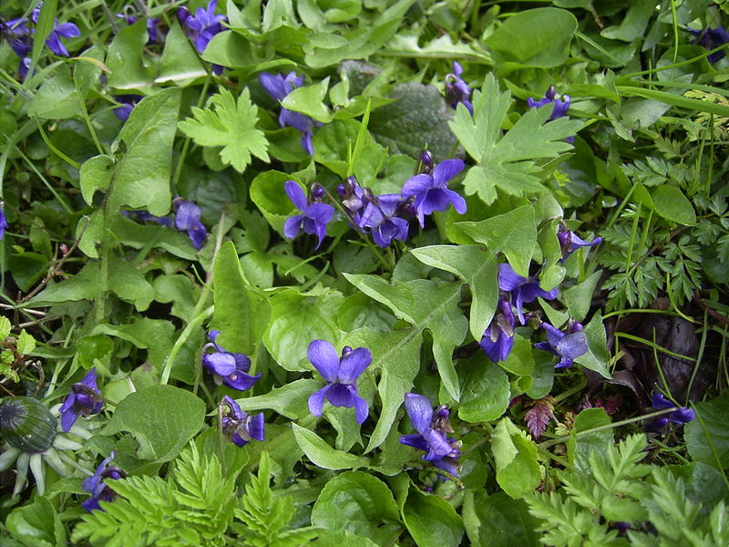 File:Viola-odorata-plants.jpg