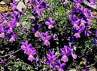 Viola nebrodensis