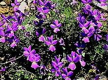 Viola nebrodensis.jpg