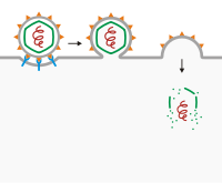 Viral entry via membrane fusion Viral entry (Fusion).svg