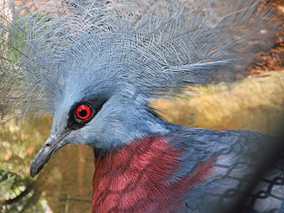 <span class="mw-page-title-main">Scheepmaker's crowned pigeon</span> Large species of pigeon found in New Guinea