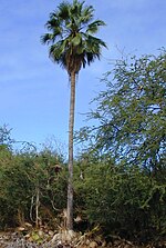 Miniatura per Washingtonia