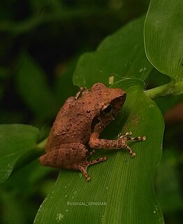 <i>Pseudophilautus wynaadensis</i> Species of amphibian