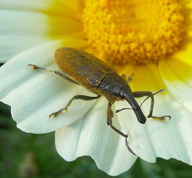 File:Weevil sp. Curculionidae - Flickr - gailhampshire.jpg